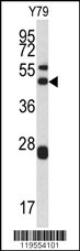 ARPC1A Antibody
