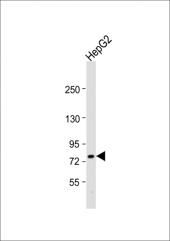 ABCG1 Antibody