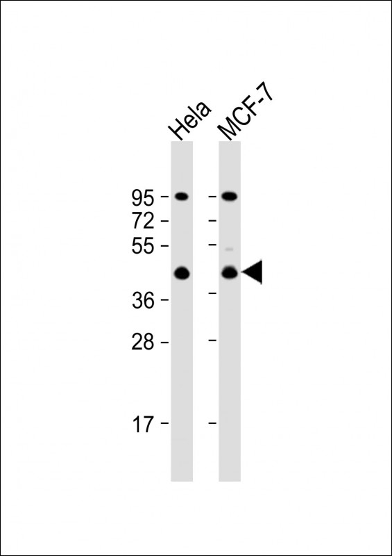 ACTR2 Antibody