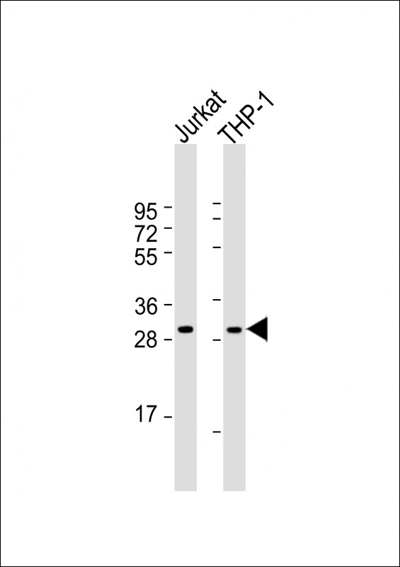 TRAP Antibody