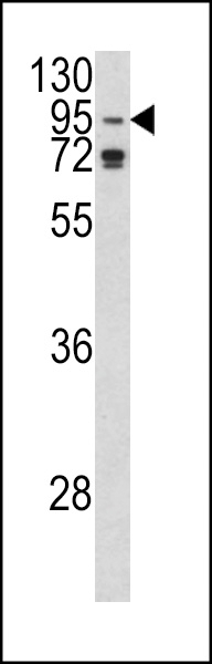 AGO1 Antibody