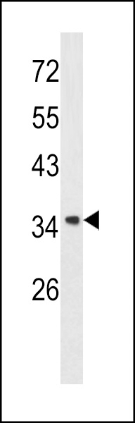Annexin A1 Antibody