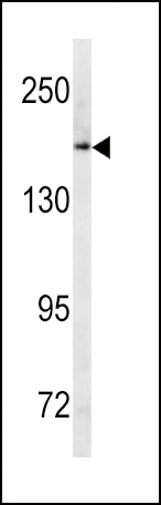 ABCC1 Antibody