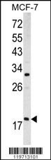 ARF3 Antibody