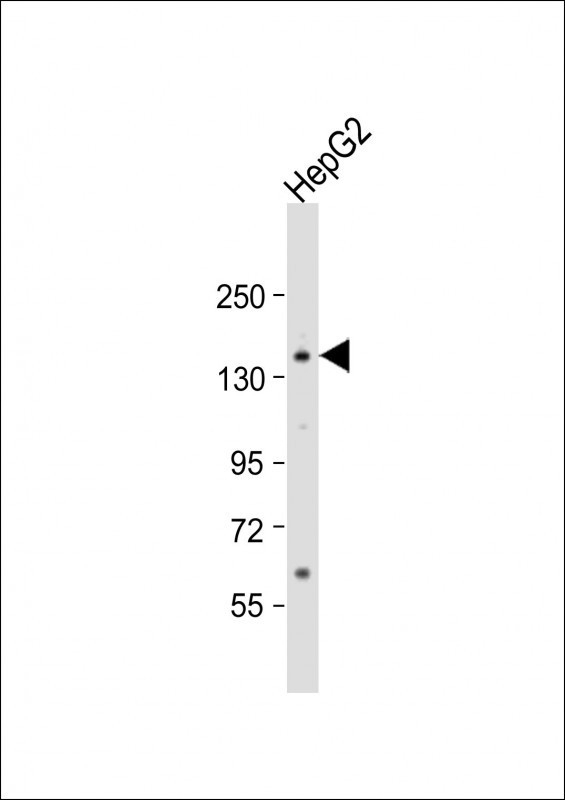 AOX1 Antibody