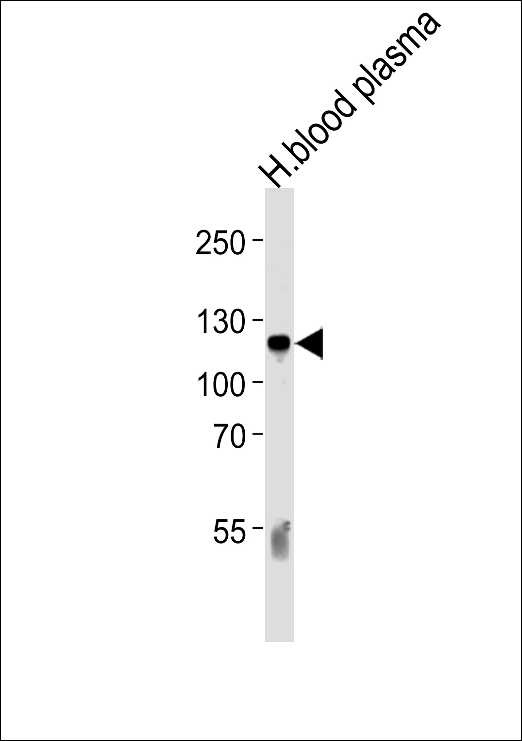 C6 Antibody