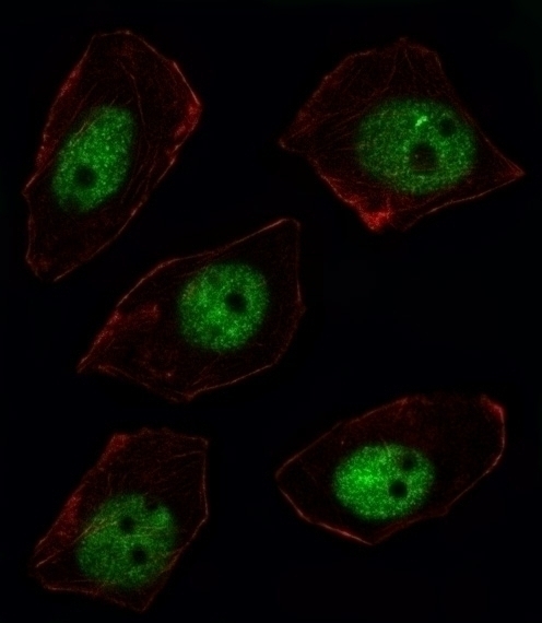 ARGBP2 Antibody