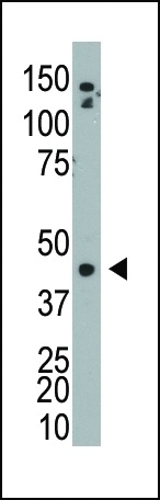 ADK Antibody