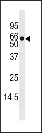 ADK Antibody