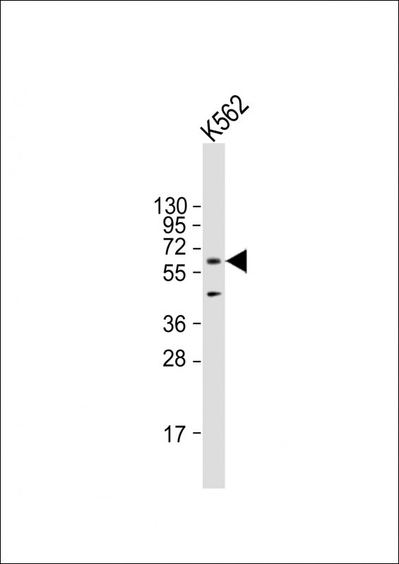 AMPK alpha Antibody