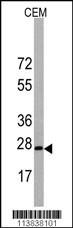 BarX1 Antibody