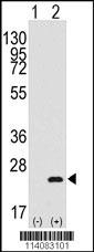 BarX1 Antibody