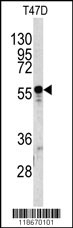 A1BG Antibody