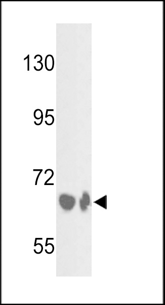 BF Antibody