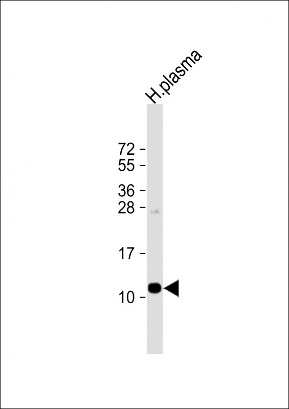 APOA2 Antibody