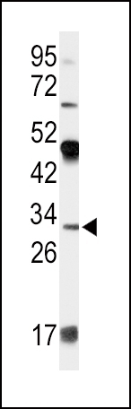 APOD Antibody