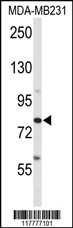 ADAM9 Antibody