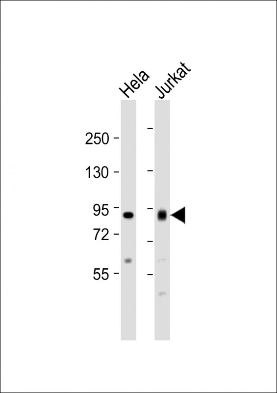 ACO2 Antibody