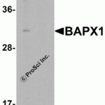 Western blot analysis of BAPX1 in human brain tissue lysate with BAPX1 antibody at 1 μg/mL in (A) the absence and (B) the presence of blocking peptide.