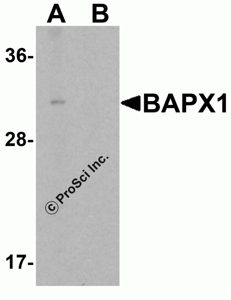 BAPX1 Peptide