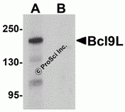 Bcl9L Peptide