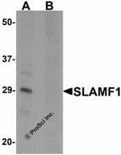 SLAMF1 Peptide