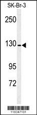 ANPEP Antibody
