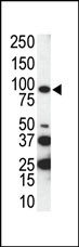 AXL Antibody