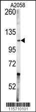 ABL1 Antibody