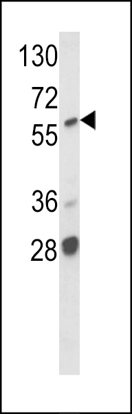A-RAF Antibody