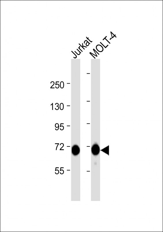 ZAP70 Antibody