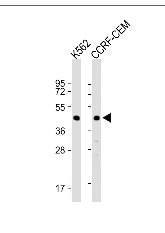 YARS2 Antibody
