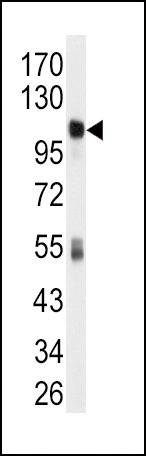 ALDH1L1 Antibody