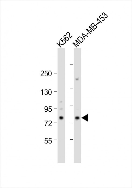 ALOX15 Antibody