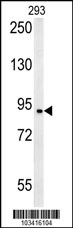 BRD2 Antibody