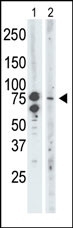 BRD3 Antibody