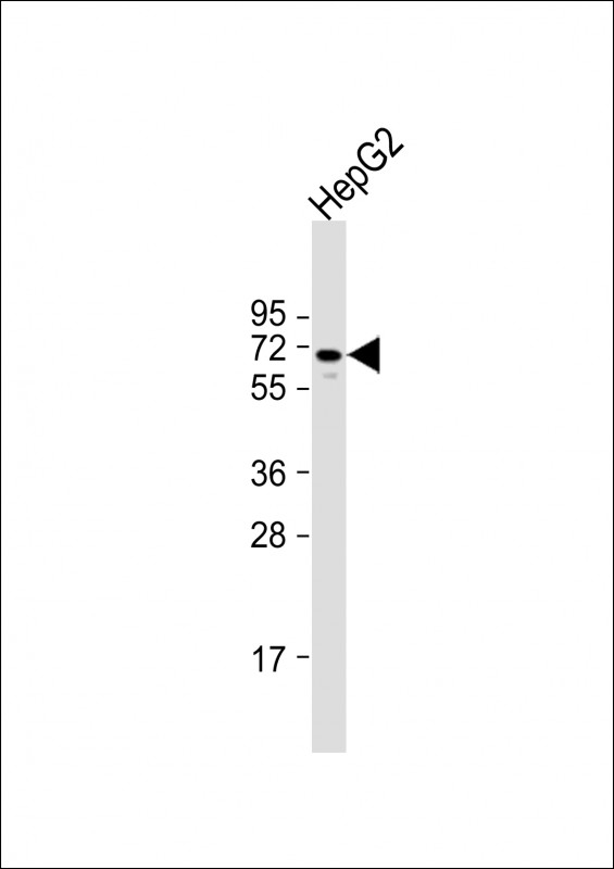 ARK5 Antibody
