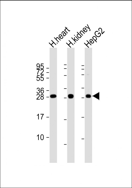 AK2 Antibody