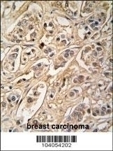 YWHAZ Antibody