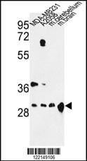 YWHAZ Antibody