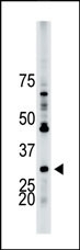 YWHAB Antibody