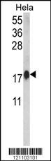 CALM1 Antibody