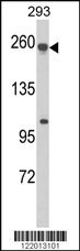 ABCC5 Antibody