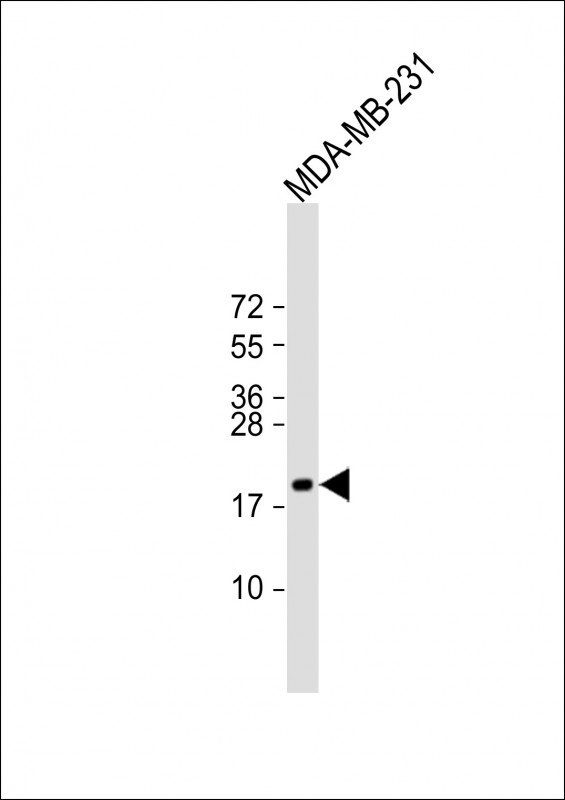 TSHB Antibody