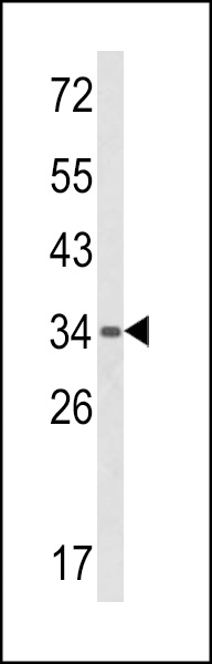 BAT4 Antibody