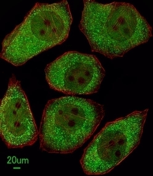 ALOX12 Antibody