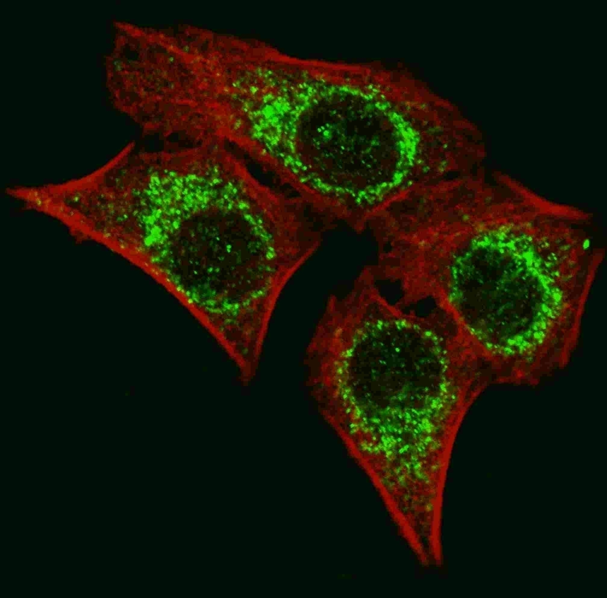 AIFM1 Antibody