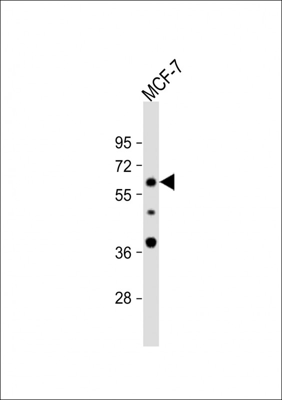 APEX2 Antibody