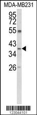 ARG1 Antibody