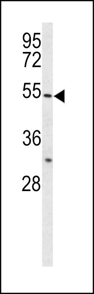 BPI Antibody